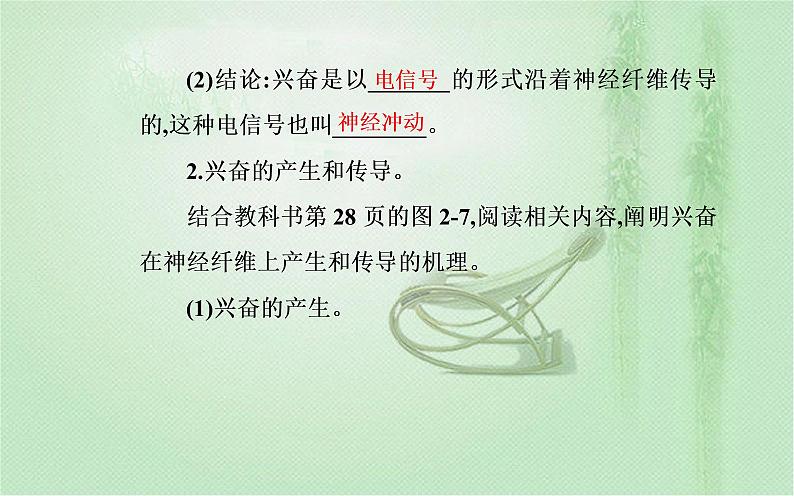 2021-2022学年高中生物新人教版选择性必修1 第2章 第3节  神经冲动的产生和传导 课件（43张）第5页