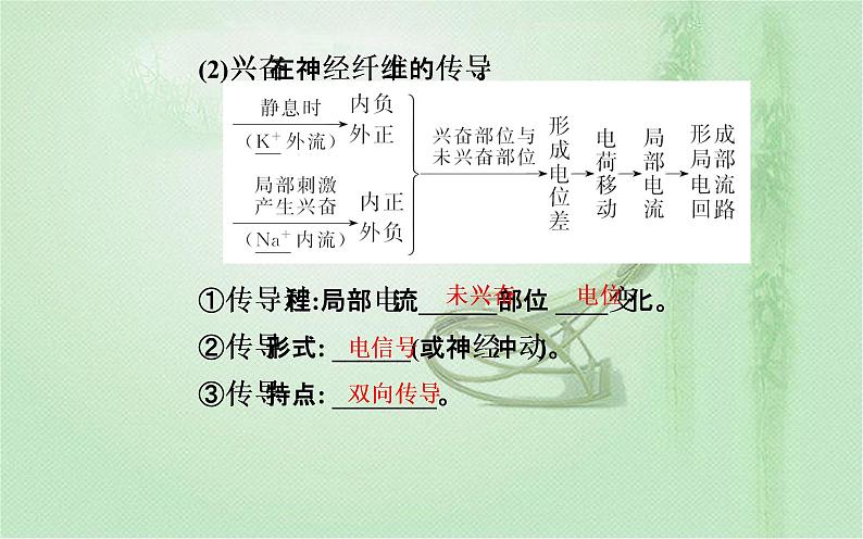 2021-2022学年高中生物新人教版选择性必修1 第2章 第3节  神经冲动的产生和传导 课件（43张）第7页