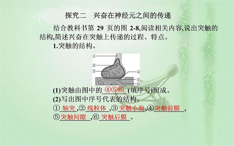 2021-2022学年高中生物新人教版选择性必修1 第2章 第3节  神经冲动的产生和传导 课件（43张）第8页