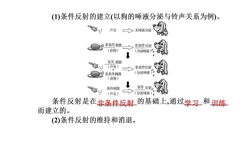 2021-2022学年高中生物新人教版选择性必修1 第2章 第2节  神经调节的基本方式 课件（24张）06