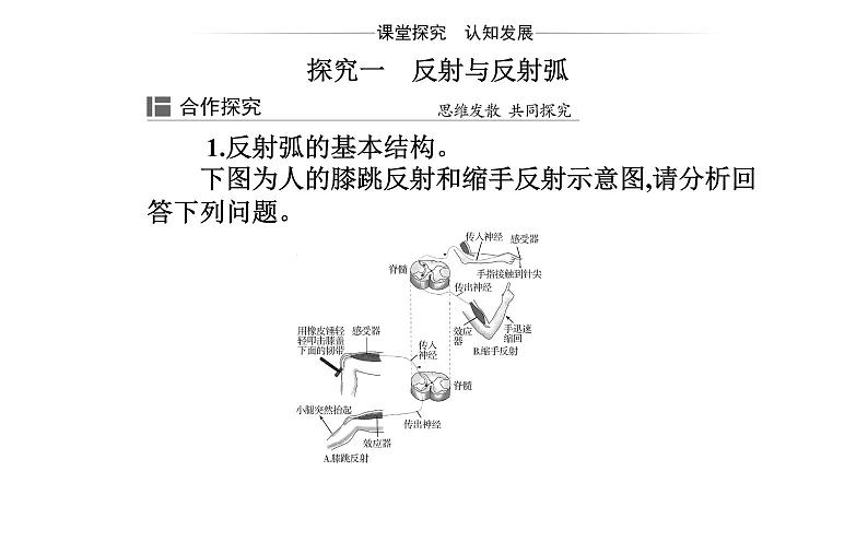 2021-2022学年高中生物新人教版选择性必修1 第2章 第2节  神经调节的基本方式 课件（24张）08