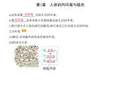 2021-2022学年高中生物新人教版选择性必修1 细胞生活的环境（21张）  课件