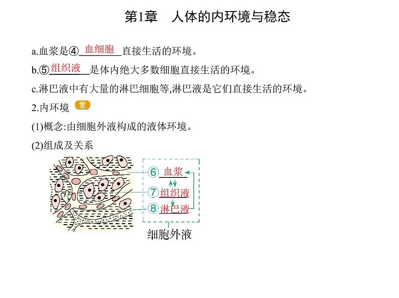 2021-2022学年高中生物新人教版选择性必修1 细胞生活的环境（21张）  课件04