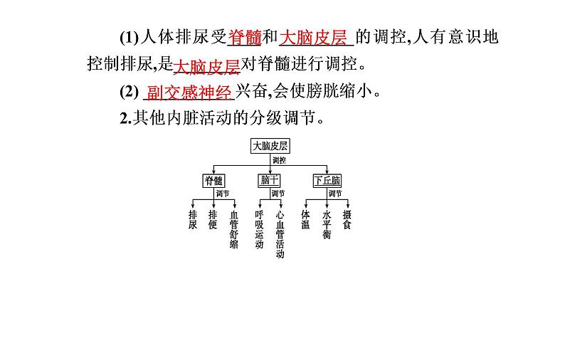 2021-2022学年高中生物新人教版选择性必修1 第2章 第4节  神经系统的分级调节 课件（23张）第6页