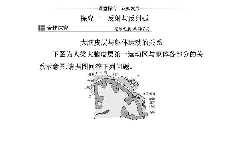 2021-2022学年高中生物新人教版选择性必修1 第2章 第4节  神经系统的分级调节 课件（23张）第7页