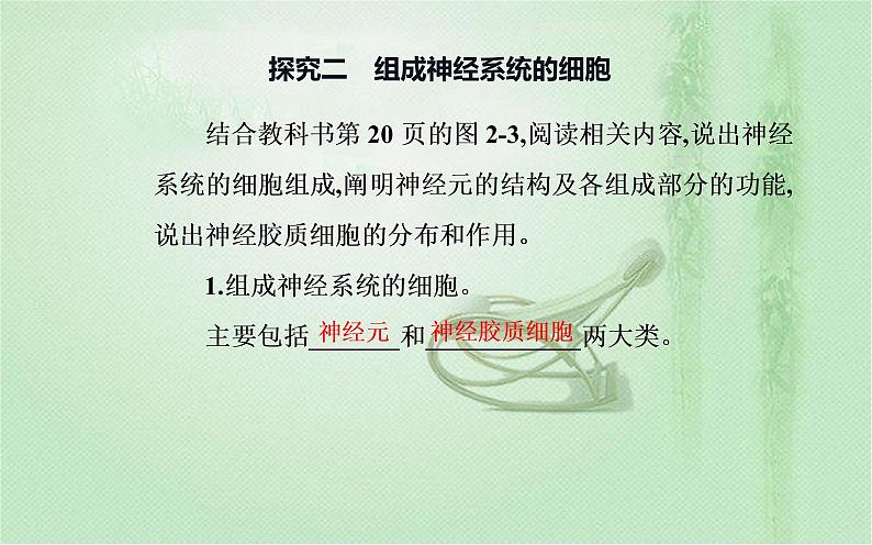 2021-2022学年高中生物新人教版选择性必修1 第2章 第1节  神经调节的结构基础 课件（22张）07