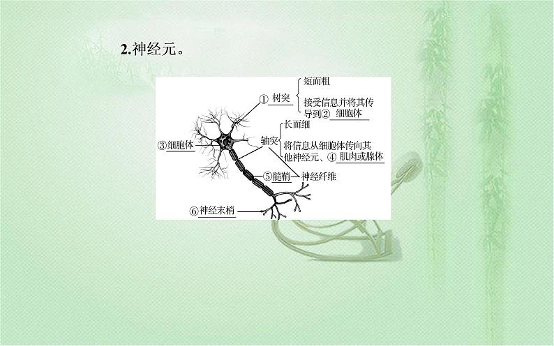 2021-2022学年高中生物新人教版选择性必修1 第2章 第1节  神经调节的结构基础 课件（22张）08