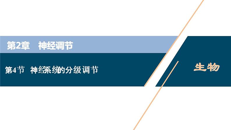 2021-2022学年高中生物新人教版选择性必修1 神经系统的分级调节（33张）课件01