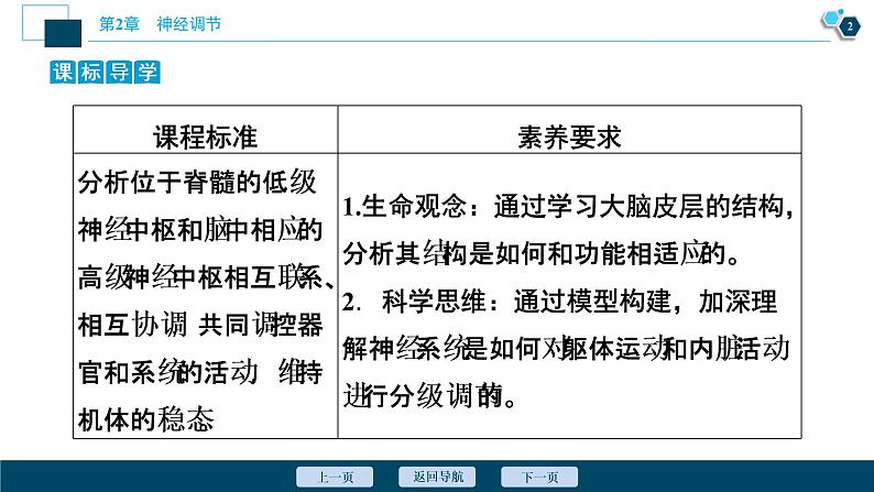 2021-2022学年高中生物新人教版选择性必修1 神经系统的分级调节（33张）课件03