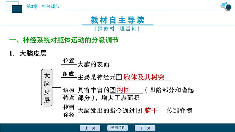 2021-2022学年高中生物新人教版选择性必修1 神经系统的分级调节（33张）课件04