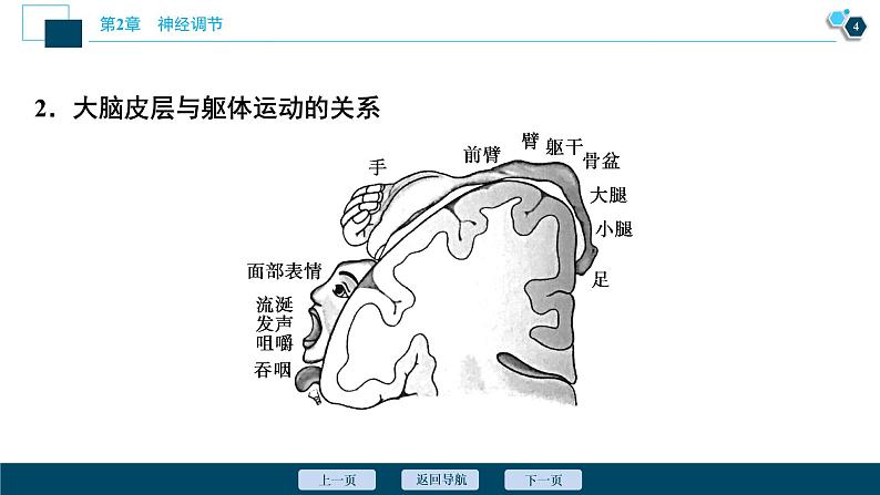 2021-2022学年高中生物新人教版选择性必修1 神经系统的分级调节（33张）课件05