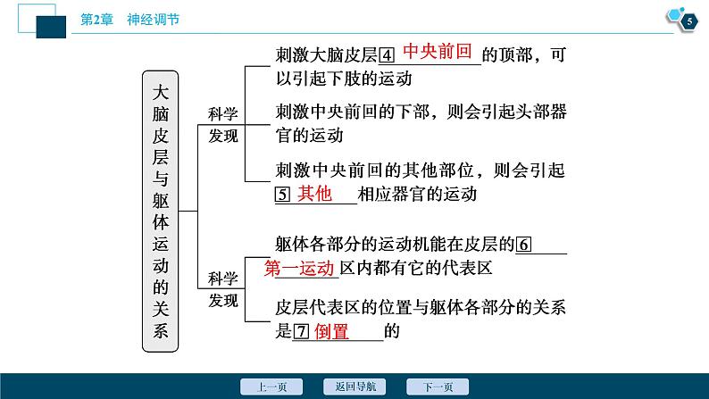 2021-2022学年高中生物新人教版选择性必修1 神经系统的分级调节（33张）课件06