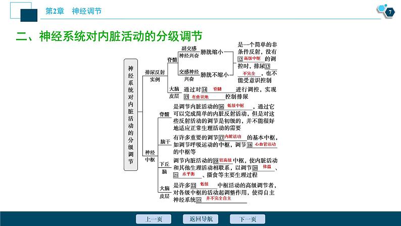 2021-2022学年高中生物新人教版选择性必修1 神经系统的分级调节（33张）课件08