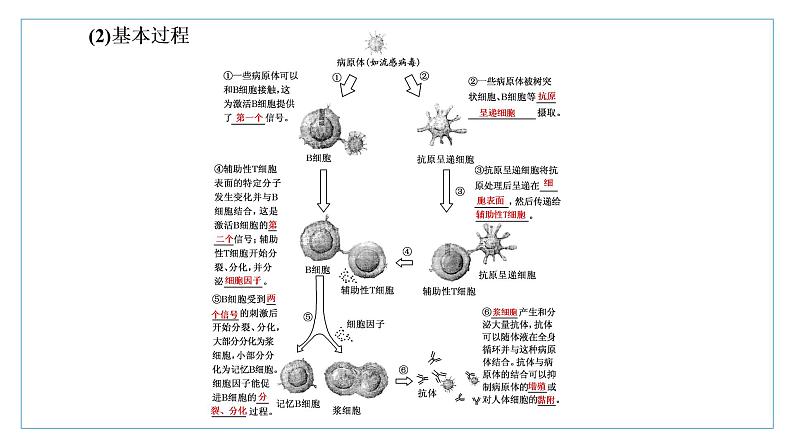 2021-2022学年高中生物新人教版选择性必修1 特异性免疫 课件（34张）（鲁辽湘版）第4页