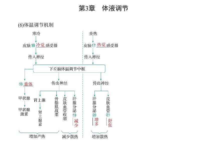 2021-2022学年高中生物新人教版选择性必修1 体液调节与神经调节的关系（19张）  课件04