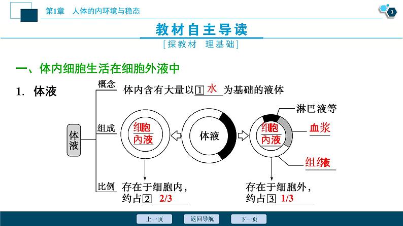 2021-2022学年高中生物新人教版选择性必修1 细胞生活的环境（46张）课件04