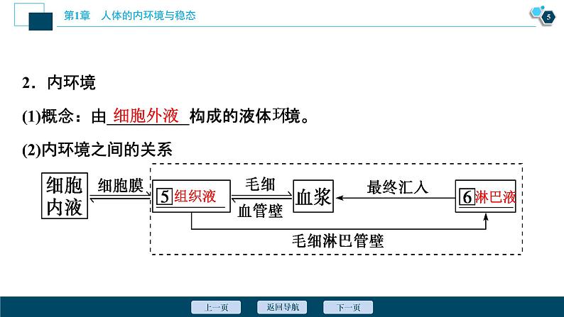 2021-2022学年高中生物新人教版选择性必修1 细胞生活的环境（46张）课件06