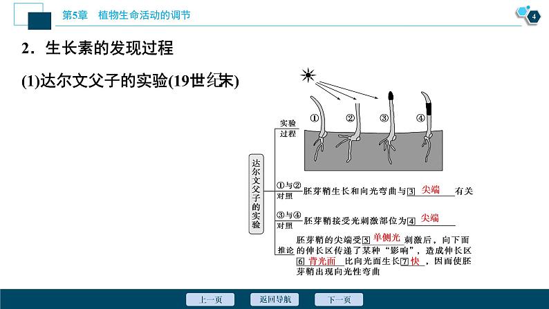 2021-2022学年高中生物新人教版选择性必修1 植物生长素（52张）课件第5页