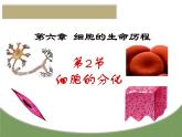 6.2细胞的分化（教学课件）-高中生物人教版（2019）必修一