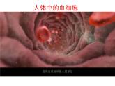 6.2细胞的分化（教学课件）-高中生物人教版（2019）必修一