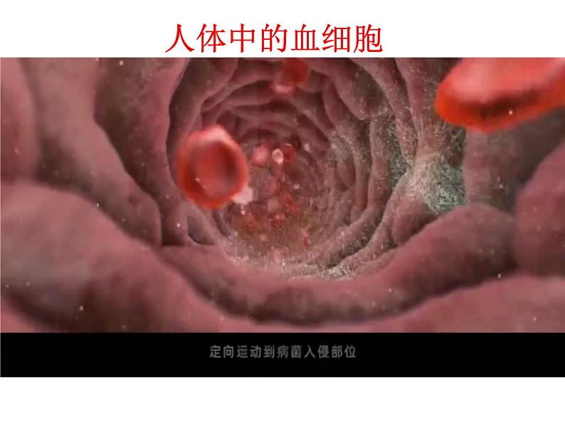 6.2细胞的分化（教学课件）-高中生物人教版（2019）必修一02