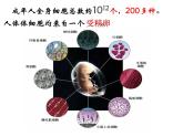 6.2细胞的分化（教学课件）-高中生物人教版（2019）必修一