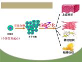 6.2细胞的分化（教学课件）-高中生物人教版（2019）必修一