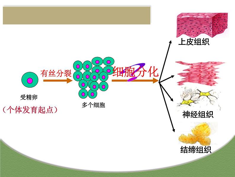 6.2细胞的分化（教学课件）-高中生物人教版（2019）必修一05