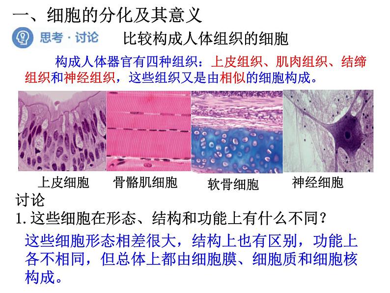 6.2细胞的分化（教学课件）-高中生物人教版（2019）必修一06