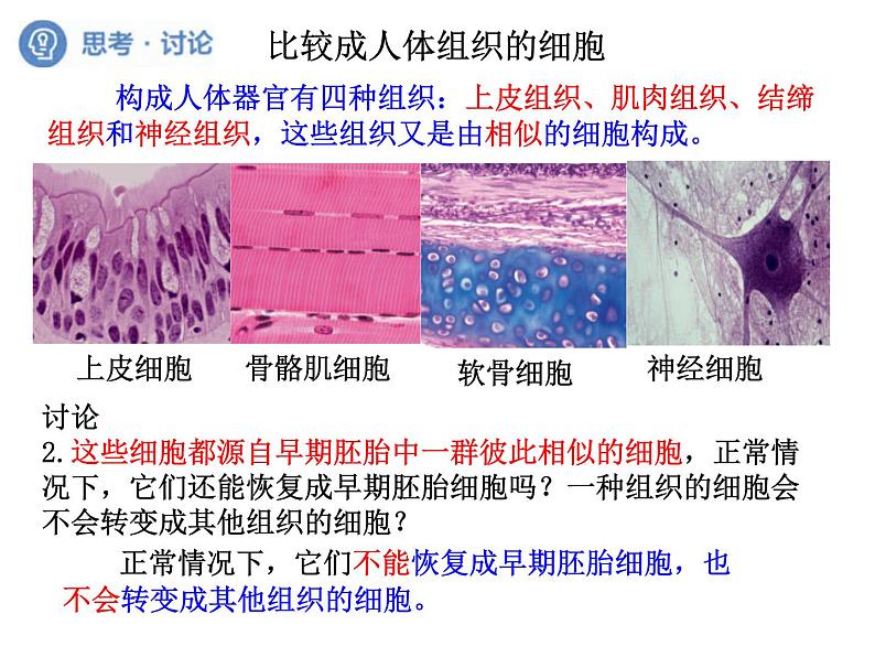 6.2细胞的分化（教学课件）-高中生物人教版（2019）必修一07