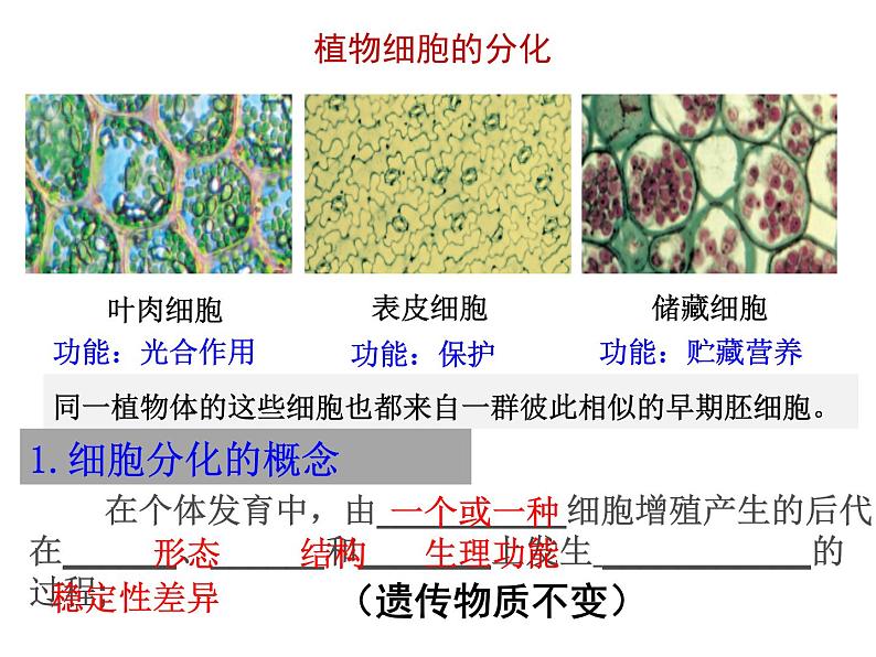 6.2细胞的分化（教学课件）-高中生物人教版（2019）必修一08