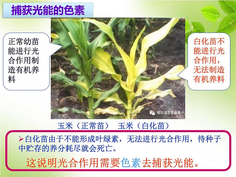 5.4.2光合作用的原理和应用（教学课件）-高中生物人教版（2019）必修一第3页