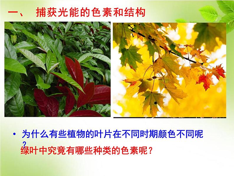 5.4.2光合作用的原理和应用（教学课件）-高中生物人教版（2019）必修一第4页