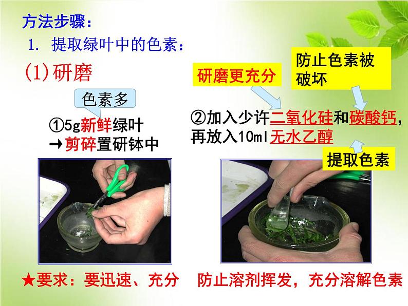 5.4.2光合作用的原理和应用（教学课件）-高中生物人教版（2019）必修一第7页