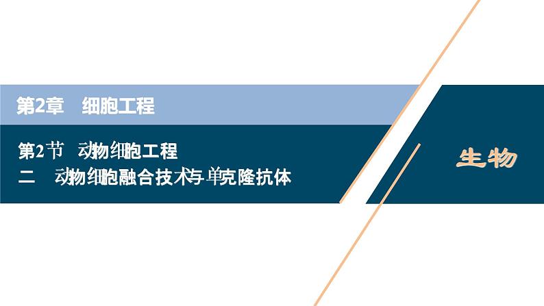 2021-2022学年高中生物新人教版选择性必修3 动物细胞融合技术与单克隆抗体 （37张）  课件第1页