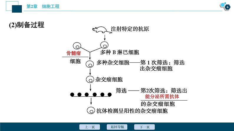 2021-2022学年高中生物新人教版选择性必修3 动物细胞融合技术与单克隆抗体 （37张）  课件第7页