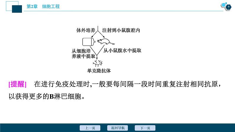 2021-2022学年高中生物新人教版选择性必修3 动物细胞融合技术与单克隆抗体 （37张）  课件第8页