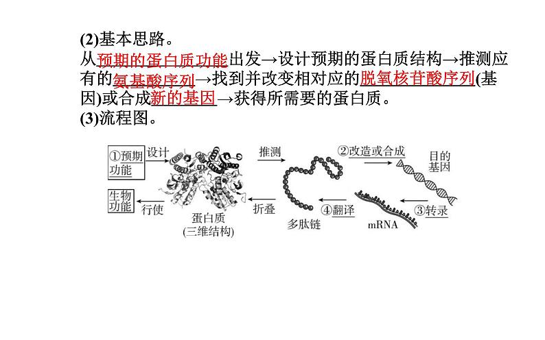 2021-2022学年高中生物新人教版选择性必修3 蛋白质工程的原理和应用  课件（19张）第6页