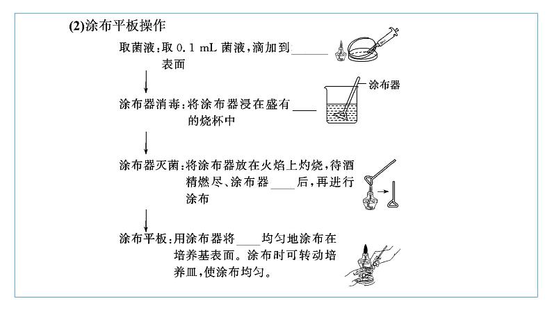 2021-2022学年高中生物新人教版选择性必修3 微生物的选择培养和计数 课件（51张）（湖南、辽宁、山东）05