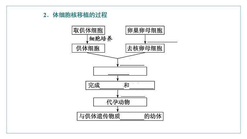 2021-2022学年高中生物新人教版选择性必修3 动物体细胞核移植技术和克隆动物 课件（37张）（湖南、辽宁、山东）第4页