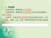 2021-2022学年高中生物新人教版选择性必修3 2.1.2 植物细胞工程的应用 课件（60张）