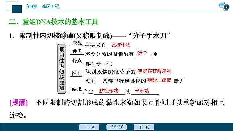 2021-2022学年高中生物新人教版选择性必修3 重组DNA技术的基本工具 （38张）  课件第5页