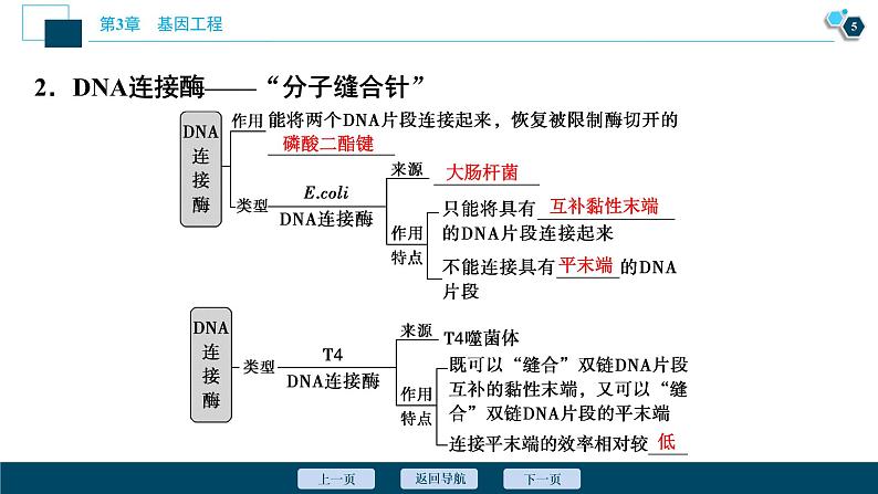 2021-2022学年高中生物新人教版选择性必修3 重组DNA技术的基本工具 （38张）  课件第6页