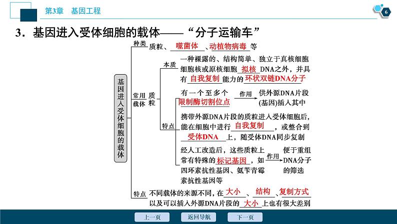 2021-2022学年高中生物新人教版选择性必修3 重组DNA技术的基本工具 （38张）  课件第7页