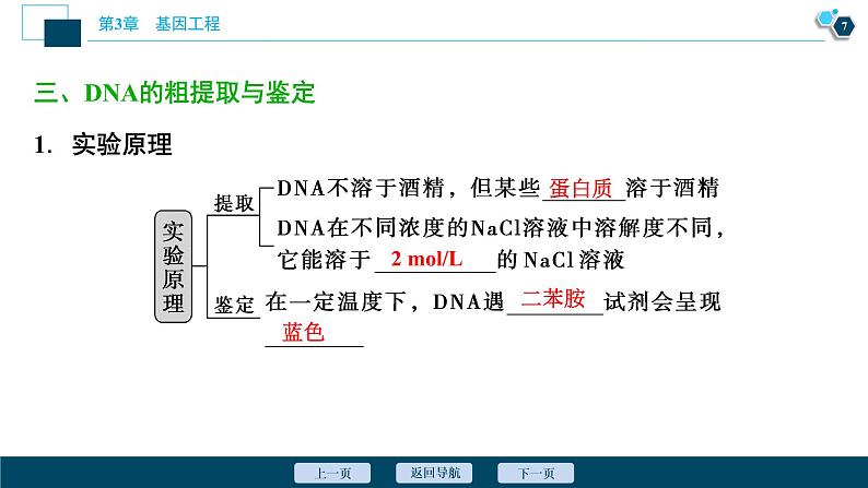 2021-2022学年高中生物新人教版选择性必修3 重组DNA技术的基本工具 （38张）  课件第8页