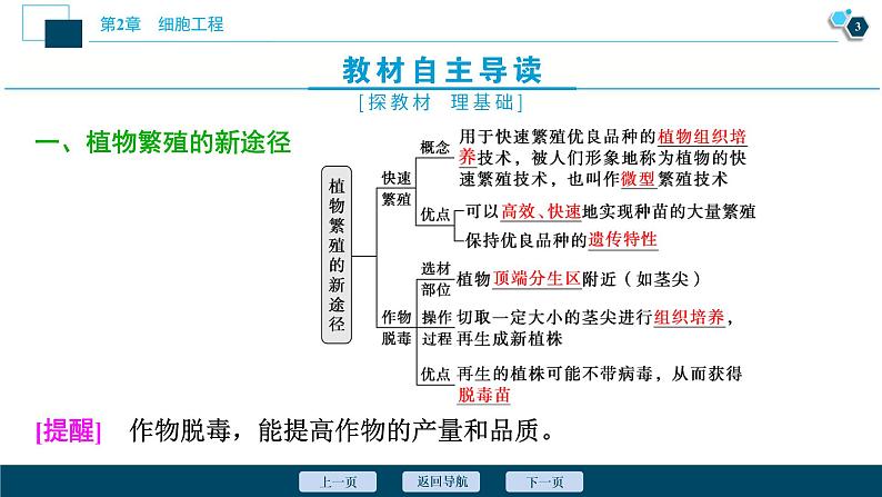 2021-2022学年高中生物新人教版选择性必修3 植物细胞工程的应用（34张）  课件第4页