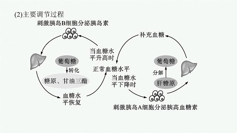 2021-2022学年高中生物新人教版选择性必修1 激素调节的过程（43张）  课件07