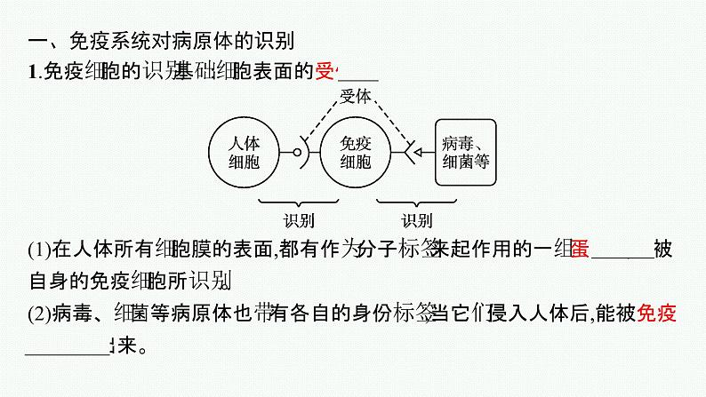 2021-2022学年高中生物新人教版选择性必修1 特异性免疫 课件（49张）第5页