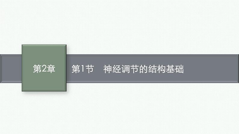 2021-2022学年高中生物新人教版选择性必修1 神经调节的结构基础 课件（33张）01