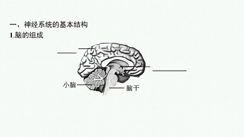 2021-2022学年高中生物新人教版选择性必修1 神经调节的结构基础 课件（33张）05